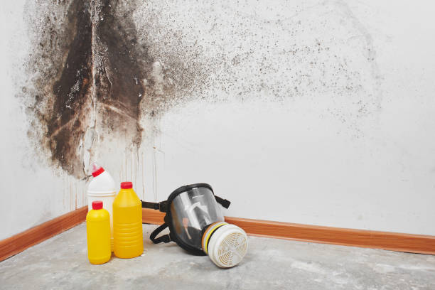 Trusted El Cajon, CA Mold Removal Experts