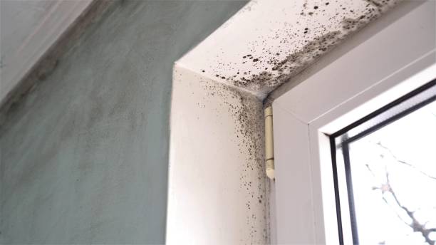 Attic Mold Removal in El Cajon, CA