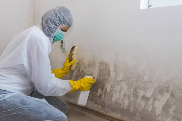 Best Commercial Mold Removal  in El Jon, CA