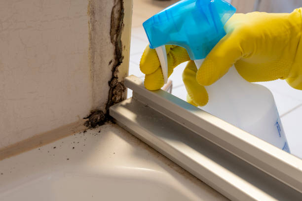  El Jon, CA Mold Removal Pros