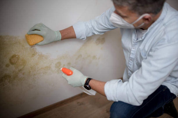 Best Water Damage Restoration  in El Jon, CA