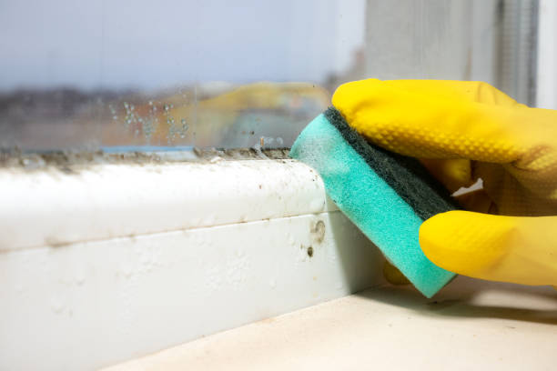 Best Mold Remediation  in El Jon, CA