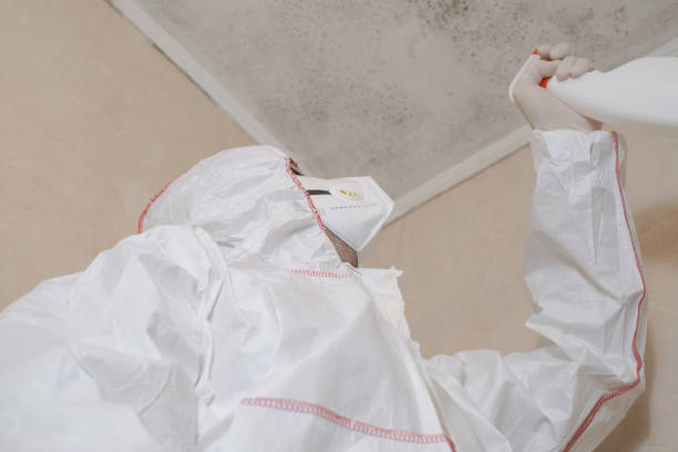Best Same-Day Mold Removal  in El Jon, CA