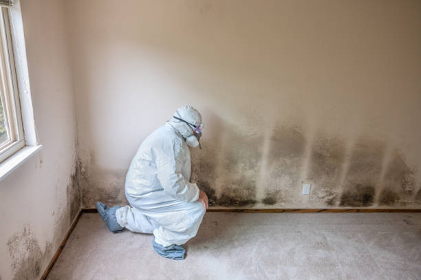 Best Crawl Space Mold Removal  in El Jon, CA