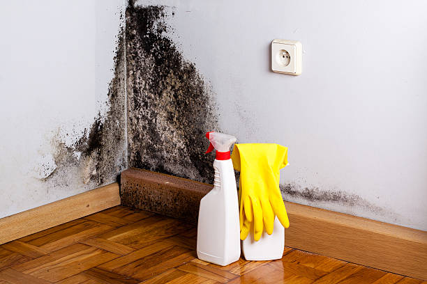 Best Certified Mold Removal  in El Jon, CA
