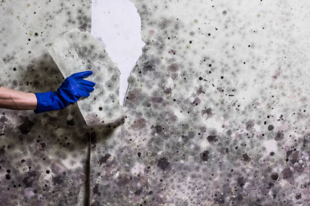 Best Home Mold Removal  in El Jon, CA