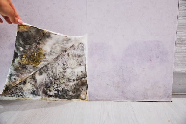 Best Affordable Mold Removal  in El Jon, CA